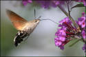 kolibrivlinder.jpg