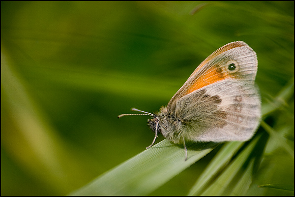 vlinder in gras